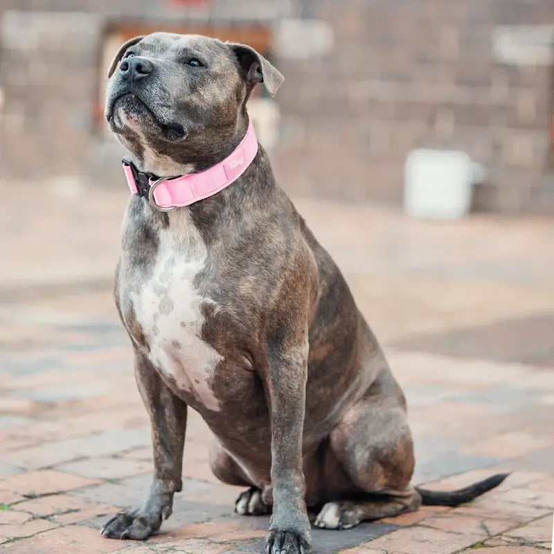 Tactical Dog Collar by Dog Friendly Co. - Reflective, Quick-Release Buckle, Neoprene-Lined Chafe-Resistant Pad, Comfortable Fit, Metal D-Ring, Waterproof Webbing, Adjustable for Neck Sizes XS-28 Inches, Durable Construction