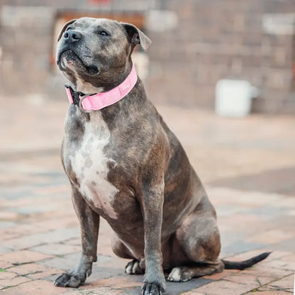 Tactical Dog Collar by Dog Friendly Co. - Reflective, Quick-Release Buckle, Neoprene-Lined Chafe-Resistant Pad, Comfortable Fit, Metal D-Ring, Waterproof Webbing, Adjustable for Neck Sizes XS-28 Inches, Durable Construction